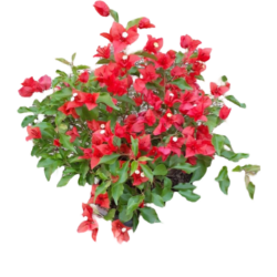 Bougainvillea A (Small Size)